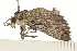  ( - 08BBLEP-04403)  @13 [ ] CreativeCommons - Attribution (2009) Unspecified Centre for Biodiversity Genomics