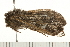  ( - 08BBLEP-04694)  @12 [ ] CreativeCommons - Attribution (2009) Unspecified Centre for Biodiversity Genomics