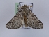  (Thaumetopoea cretensis - TLMF_Lep_35089)  @11 [ ] CreativeCommons - Attribution Non-Commercial Share-Alike (2023) Peter Huemer Tiroler Landesmuseum
