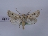  (Agrotis lanzarotensis - TLMF_Lep_35551)  @11 [ ] CreativeCommons - Attribution Non-Commercial Share-Alike (2023) Peter Huemer Tiroler Landesmuseum