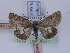  (Hypsophila klapperichi - TLMF_Lep_36277)  @11 [ ] CreativeCommons - Attribution Non-Commercial Share-Alike (2023) Peter Huemer Tiroler Landesmuseum