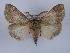  (Ocneria lapidicola - TLMF_Lep_37159)  @11 [ ] CreativeCommons - Attribution Non-Commercial Share-Alike (2023) Peter Huemer Tiroler Landesmuseum