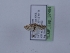  (Scrobipalpa phagnalella - TLMF_Lep_37494)  @11 [ ] CreativeCommons - Attribution Non-Commercial Share-Alike (2023) Peter Huemer Tiroler Landesmuseum