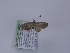  (Eupithecia olgae - TLMF_Lep_37855)  @11 [ ] CreativeCommons - Attribution Non-Commercial Share-Alike (2023) Peter Huemer Tiroler Landesmuseum