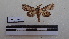  ( - LEPANT20-103)  @11 [ ] Copyright (2020) Francis Deknuydt Personal Collection of F. Deknuydt