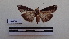  ( - LEPANT20-104)  @11 [ ] Copyright (2020) Francis Deknuydt Personal Collection of F. Deknuydt
