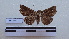  ( - LEPANT20-116)  @11 [ ] Copyright (2020) Francis Deknuydt Personal Collection of F. Deknuydt
