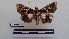  ( - LEPANT20-126)  @11 [ ] Copyright (2020) Francis Deknuydt Personal Collection of F. Deknuydt