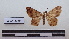  ( - LEPANT20-134)  @11 [ ] Copyright (2020) Francis Deknuydt Personal Collection of F. Deknuydt