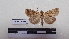  ( - LEPANT20-146)  @11 [ ] Copyright (2020) Francis Deknuydt Personal Collection of F. Deknuydt
