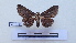  ( - LEPANT20-150)  @11 [ ] Copyright (2020) Francis Deknuydt Personal Collection of F. Deknuydt