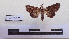  ( - LEPANT20-152)  @11 [ ] Copyright (2020) Francis Deknuydt Personal Collection of F. Deknuydt