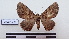  ( - LEPANT20-173)  @11 [ ] Copyright (2020) Francis Deknuydt Personal Collection of F. Deknuydt