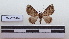  ( - LEPANT20-174)  @11 [ ] Copyright (2020) Francis Deknuydt Personal Collection of F. Deknuydt
