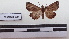  ( - LEPANT20-180)  @11 [ ] Copyright (2020) Francis Deknuydt Personal Collection of F. Deknuydt