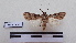  ( - LEPANT20-187)  @11 [ ] Copyright (2020) Francis Deknuydt Personal Collection of F. Deknuydt