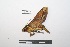  ( - LEPANT20-021)  @11 [ ] Copyright (2020) Nicolas Moulin Research Collection of Nicolas Moulin