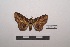  ( - LEPANT20-216)  @11 [ ] Copyright (2021) Nicolas Moulin Research Collection of Nicolas Moulin