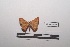  ( - LEPANT20-250)  @11 [ ] Copyright (2021) Nicolas Moulin Research Collection of Nicolas Moulin