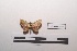  (Lobocleta martinicensis - LEPANT20-258)  @11 [ ] Copyright (2021) Nicolas Moulin Research Collection of Nicolas Moulin