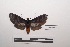  ( - LEPANT20-278)  @11 [ ] Copyright (2021) Nicolas Moulin Research Collection of Nicolas Moulin