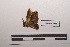  ( - LEPANT20-335)  @11 [ ] Copyright (2021) Nicolas Moulin Research Collection of Nicolas Moulin