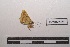  ( - LEPANT20-344)  @11 [ ] Copyright (2021) Nicolas Moulin Research Collection of Nicolas Moulin