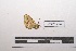  (Semiothisa everiata - LEPANT20-365)  @11 [ ] Copyright (2021) Nicolas Moulin Research Collection of Nicolas Moulin