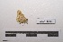  ( - LEPANT20-384)  @11 [ ] Copyright (2021) Nicolas Moulin Research Collection of Nicolas Moulin