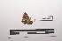  ( - LEPANT20-388)  @11 [ ] Copyright (2021) Nicolas Moulin Research Collection of Nicolas Moulin