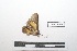  ( - LEPANT20-416)  @11 [ ] Copyright (2021) Nicolas Moulin Research Collection of Nicolas Moulin