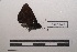  (Ephyriades arcas - LEPANT20-425)  @11 [ ] Copyright (2021) Nicolas Moulin Research Collection of Nicolas Moulin