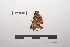  ( - LEPANT20-043)  @11 [ ] Copyright (2020) Nicolas Moulin Research Collection of Nicolas Moulin