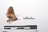  ( - LEPANT20-460)  @11 [ ] Copyright (2021) Nicolas Moulin Research Collection of Nicolas Moulin