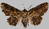  (Zale erilda - LEPANT20-470)  @11 [ ] Copyright (2021) Nicolas Moulin Research Collection of Nicolas Moulin