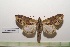  ( - LEPANT20-492)  @11 [ ] Copyright (2023) Nicolas Moulin Research Collection of Nicolas Moulin
