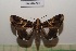  ( - LEPANT20-509)  @11 [ ] Copyright (2023) Nicolas Moulin Research Collection of Nicolas Moulin