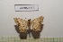  ( - LEPANT20-520)  @11 [ ] Copyright (2023) Nicolas Moulin Research Collection of Nicolas Moulin