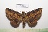  ( - LEPANT20-529)  @11 [ ] Copyright (2023) Nicolas Moulin Research Collection of Nicolas Moulin