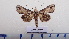  ( - LEPANT20-546)  @11 [ ] Copyright (2023) Francis Deknuydt Personal Collection of Francis Deknuydt