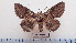  ( - LEPANT20-549)  @11 [ ] Copyright (2023) Francis Deknuydt Personal Collection of Francis Deknuydt
