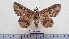 ( - LEPANT20-564)  @11 [ ] Copyright (2023) Francis Deknuydt Personal Collection of Francis Deknuydt