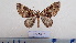  ( - LEPANT20-606)  @11 [ ] Copyright (2023) Francis Deknuydt Personal Collection of Francis Deknuydt