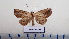  (Makapta - LEPANT20-607)  @11 [ ] Copyright (2023) Francis Deknuydt Personal Collection of Francis Deknuydt