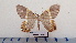  ( - LEPANT20-617)  @11 [ ] Copyright (2023) Francis Deknuydt Personal Collection of Francis Deknuydt