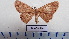  ( - LEPANT20-624)  @11 [ ] Copyright (2023) Francis Deknuydt Personal Collection of Francis Deknuydt