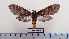  ( - LEPANT20-640)  @11 [ ] Copyright (2023) Francis Deknuydt Personal Collection of Francis Deknuydt