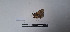  (Dyomyx jugator - LEPANT20-684)  @11 [ ] Copyright (2024) Nicolas Moulin Research Collection of Nicolas Moulin