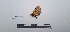  (Cropia infusa - LEPANT20-694)  @11 [ ] Copyright (2024) Nicolas Moulin Research Collection of Nicolas Moulin