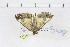  ( - BC-MNHN0531)  @13 [ ] Copyright (2014) Rodolphe Rougerie Muséum National d'Histoire Naturelle